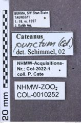 Etiketten zu Abelater unipunctatus (NHMW-ZOO-COL-0010252)